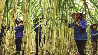 Dengan dibukanya pasar karbon, industri gula masih menghadapi tantangan biaya.