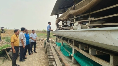 Ở xã Phú Cường, tỉnh Đồng Tháp (địa phận huyện Tam Nông cũ), nuôi "con nồi đồng cối đá" này, bán 250.000 đồng/kg