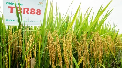 Ba giống lúa TBR97, Đông A2, TBR88 cho năng suất 70–75 tạ/ha: Nông dân thêm lựa chọn canh tác hiệu quả