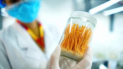 Cultivarea cu succes a Cordyceps sinensis din algele spiruline.