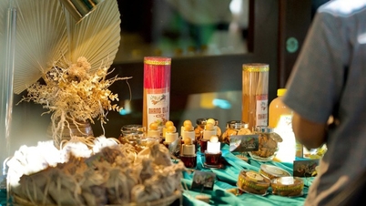 Kerjasama strategik untuk membangunkan Tra My cinnamon di Furama Resort Da Nang.