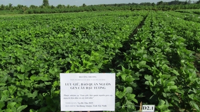 Preservar y conservar los recursos genéticos de las plantas oleaginosas.