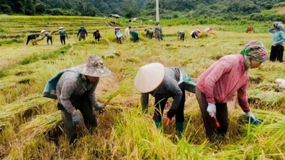 ການຫຼຸດຜ່ອນຄວາມທຸກຍາກສ່ວນໃຫຍ່ແມ່ນເກີດຈາກການປູກປ່າ ແລະ ຮູບແບບການຜະລິດກະສິກຳໃນບ້ານຫົວບົ່ມ, ເຂດຊາຍແດນຂອງແຂວງລາຍເຈົາ.
