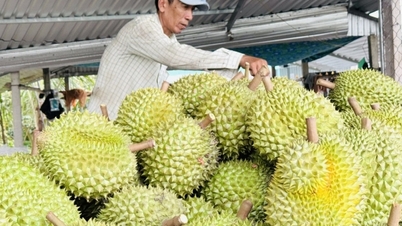 តម្លៃ​ផ្លែ​ទុរេន​កំពុង​កើនឡើង​ម្តងទៀត ប៉ុន្តែ​ការរៀបចំ​រចនាសម្ព័ន្ធ​ឧស្សាហកម្ម​ឡើងវិញ​នៅតែ​ជា​បញ្ហា​ប្រឈម​ដ៏ធំមួយ។