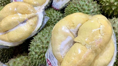 Thông tin mới nhất về gỡ tắc xuất khẩu sầu riêng Trung Quốc