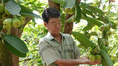 Buah plum hijau kembali populer, menghasilkan pendapatan ratusan juta dong per tahun bagi para petani di Delta Mekong.