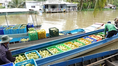 Nông dân miền Tây làm giàu nhờ trồng ổi ruột hồng