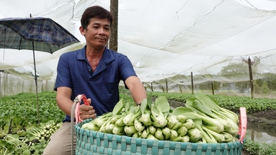 Dengan menanam sayuran di rumah kaca, para petani di Delta Mekong memperoleh penghasilan lebih dari 20 juta VND per bulan.