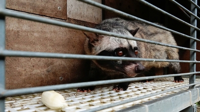 Dari tidak punya uang sepeser pun hingga menghasilkan ratusan juta dong keuntungan berkat peternakan luwak.