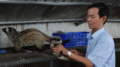 A titka annak, hogyan lehet milliárdokat keresni cibetmacska tenyésztéssel, ami a Mekong-delta gazdálkodóinak gyakorlata.