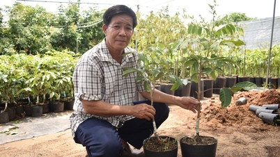 ໝາກລິ້ນຈີ້ຊະນິດ '2-in-1' ທີ່ເປັນເອກະລັກສະເພາະຈາກພາກຕາເວັນຕົກ.