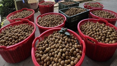 'Rahasia' budidaya longan yang menghasilkan keuntungan lebih dari setengah miliar dong setiap tahunnya.