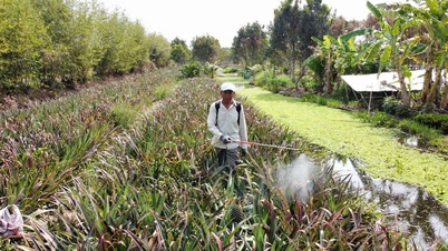 Dengan menggabungkan budidaya nanas organik dengan peternakan siput, para petani di Delta Mekong menghasilkan banyak uang.