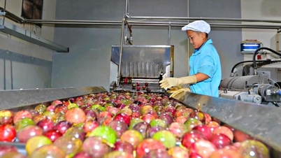 Exportação de frutas e legumes para a UE: Elevação dos padrões para manter a quota de mercado.