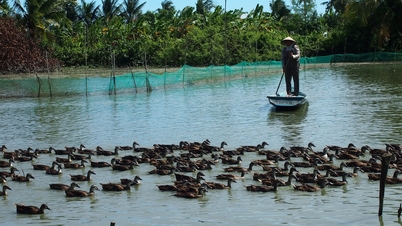 Bebek liar bertelur 'telur emas', petani di daerah dataran rendah dengan tanah asam menuai keuntungan besar.