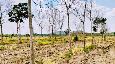Gia Lai esclarece a causa da morte de 22.000 hectares de seringueiras.