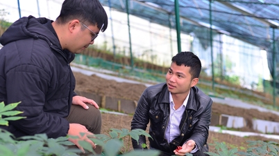Ung man tjänar över 1 miljard VND per år på att odla Ngoc Linh ginseng i växthus.