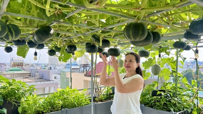 Takträdgårdar i Ho Chi Minh-staden odlar rikligt med pumpor och cantaloupemeloner: Hemligheten bakom ett oändligt utbud av grönsaker året runt.
