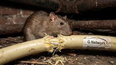 Krysy ohlodávající internetové kabely způsobily bankrot britského poskytovatele internetu.