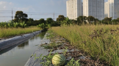 Os campos de melancia em Binh Chanh foram danificados, e os agricultores temem perder mais de 60 milhões de VND em capital.
