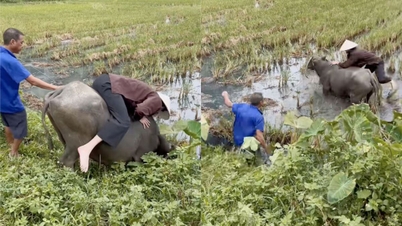 Wideo przedstawiające zachodniego turystę jadącego na bawole, wpadającego na pole ryżowe, ale wciąż uśmiechniętego, staje się viralem.