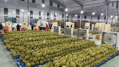 The race to test durian for export: Containers are piling up, businesses are running out of steam.