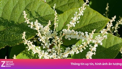 이 식물은 일본과 중국에서는 진미로 여겨지지만, 미국인들은 이것을 보면 겁을 먹는다.