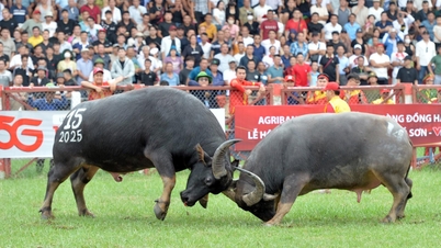 Den siste runden av Do Son Buffalo Fighting Festival avholdes morgenen 19. september.