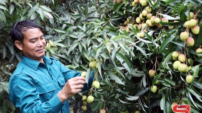 Muong Bu i løpet av litchi-modningssesongen