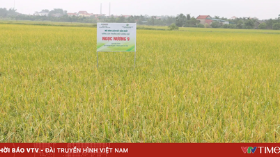 ទីក្រុងហាណូយកំពុងបង្កើនយន្តការ និងពង្រីកទំនាក់ទំនងប្រើប្រាស់ក្នុងផលិតកម្មអង្ករសម្រាប់ដំណាំនិទាឃរដូវឆ្នាំ ២០២៦។
