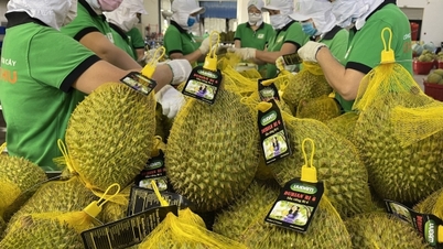 Durian-eksport: Fra en milliard-dollar-«mani» til en bærekraftig reise.