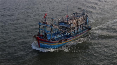 Het reglement betreffende de werking van het stuurcomité voor illegale, ongemelde en ongereguleerde visserij (IUU) wordt vastgesteld.