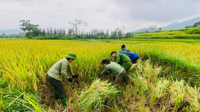Police officers from Luong Thinh commune join hands to help people harvest rice.