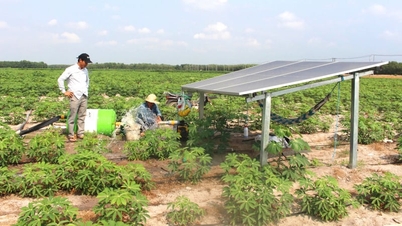 I de brännande soldränkta kassavafälten i Tay Ninh inträffade ett mirakel tack vare solenergi.