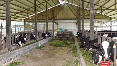 Značka mléka Amifarm Moc Chau