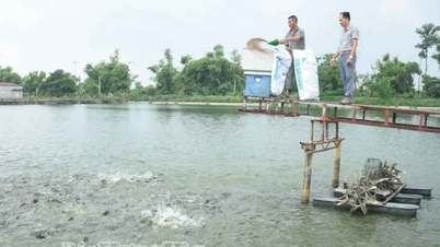 V obci Phu Duc v provincii Hung Yen (dříve součást provincie Thai Binh) se nachází rybník hustě zarybněný těmito druhy sladkomasých ryb.