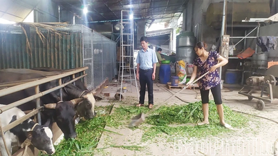 Utveckla boskapsuppfödning enligt VietGAP-standarder.