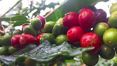 Os preços do café caíram ligeiramente, para 85.500-86.000 VND/kg.