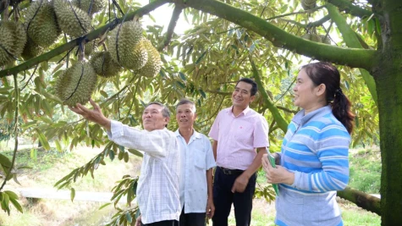 A aspiração pelo desenvolvimento contínuo dos produtos agrícolas de Dong Thap.
