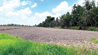 Dong Thap province plans to plant over 200,000 hectares of summer-autumn rice.