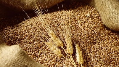 قیمت جهانی گندم با افزایش شدید عرضه، کاهش یافت.