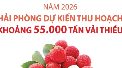 Năm 2026: Hải Phòng dự kiến thu hoạch khoảng 55.000 tấn vải thiều