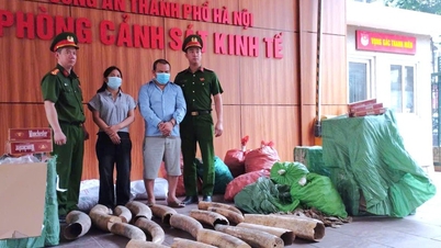 Hanoi: Die Behörden haben einen Ring zerschlagen, der an der Lagerung und dem Verkauf von über 240 kg Elfenbein und fast 70.000 Packungen geschmuggelter Zigaretten beteiligt war.