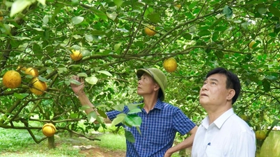 Een boer uit de provincie Thanh Hoa heeft met succes Vinh-sinaasappels uit de provincie Nghe An geteeld op de Nari-heuvels, en handelaren komen nu rechtstreeks naar zijn boerderij om ze te kopen.