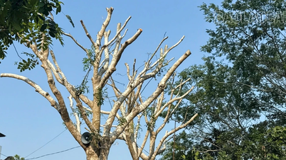 Warum wurden die Mahagonibäume entlang der Straße nach Chiềng On mitten im Sommer gefällt?