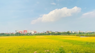 ຮ່າໂນ້ຍ: ອຳນາດການປົກຄອງຂັ້ນຕາແສງຕັດສິນໃຈກ່ຽວກັບການປ່ຽນແປງໂຄງສ້າງພືດຜົນ ແລະ ສັດລ້ຽງໃນດິນປູກເຂົ້າ.