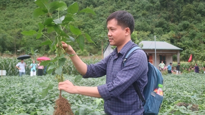 Kiểm tra tiến độ thực hiện đề tài phục tráng giống đậu tương Vàng Cao Bằng
