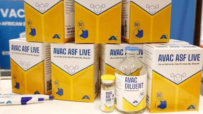 ວັກຊີນ AVAC ASF LIVE: ເປັນ 'ເຄື່ອງປ້ອງກັນຂ້າມ' ຕໍ່ຕ້ານເຊື້ອໄວຣັດປະສົມທີ່ເປັນອັນຕະລາຍ.