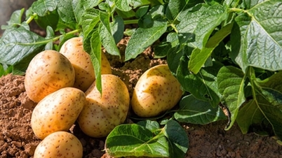 11 alimenti che sembrano sani ma che chi soffre di problemi renali dovrebbe evitare.