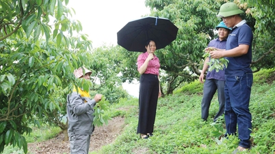 Hướng dẫn quản lý mã số vùng trồng